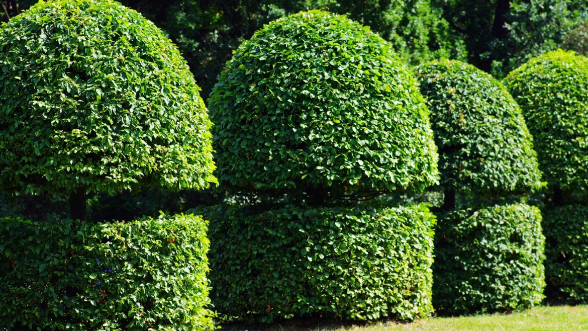 Letter of Recommendation: Garden Photos